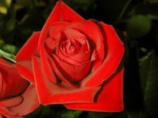 rose flower red