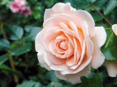 flower rose pink bright light petal petals love valentine valentines day