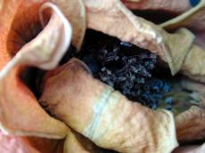 dried rose decay flower macro blue pink rose