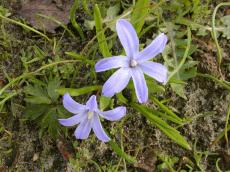 flower blue spring star dew ground