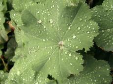 leaf green water drop dew plant