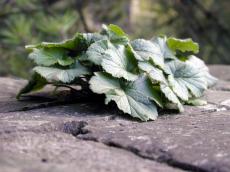 leafes plant 