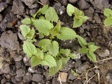plant ground leave leaves green stinging nettle stinging-nettle nature
