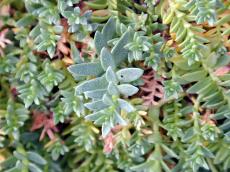 plant cactus plants leaf leafs growing dense