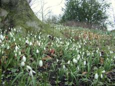 plants snowdrops field forrest 
tree green white spring