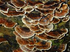 mushroom mushrooms funghi forrest fall