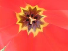 flower tulip stem pistil leaves red yellow