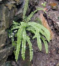 fern wet wetland wetlands nature plant green forrest waterfall leaf leaves rain