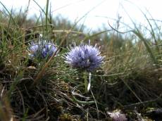 nature plants flower flowers engelsgras thrift seathrift seapink texel