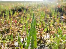 nature plants glasswort pickleweed marsh samphire marshsamphire