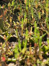 nature plants green seaweed common glasswort commonglasswort amaranthaceae