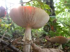 mushroom spore spores forest leaves 