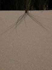 sand dune shadow gray grass growing