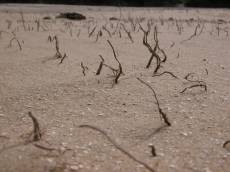 beach sand plants gnarly brown