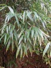 bamboo plant tropical plants