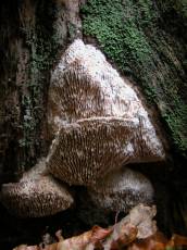 toadstools fungus forest spores white growth tree bark gnarly