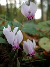 nature plants flowers cyclamen wild
