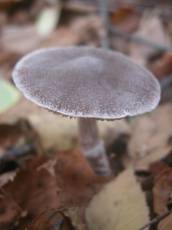 mushroom forest ground leaves autumn 