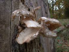 nature plants mushy mushrooms