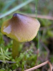 plant mushroom fungus growth brown