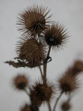 thistle plant spikes dried