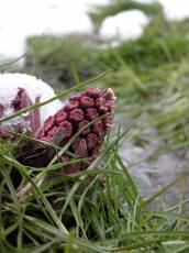 Common Butterbur CommonButterbur nature flowers plants pink