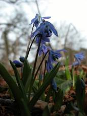 blue purple flower small