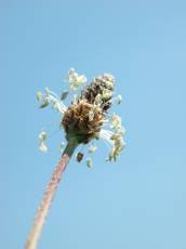 nature plants seed seeds macro flower flowering macro Ribwort Plantain RibwortPlantain EnglishPlantain