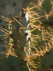 cactus green spike spikes prick prickly desert plant defense