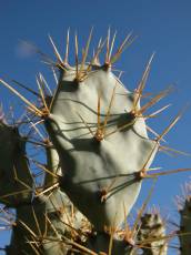 nature plants succulent cactus spike spikes