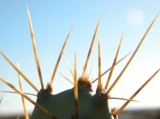 nature plants cactus thorn thorns sting stings