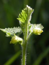 nature plants flower blossom yellow nettle