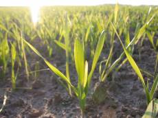 grass field nature helms ground green leafs