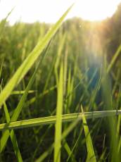 nature plants grass sunflare summer leafs