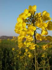 flower yellow summer field wild flower yellow summer field wild