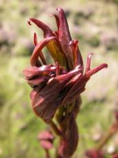 plant strange weird red shape alien