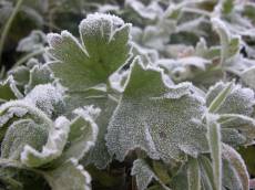 leaf leafs snow frost cold winter nature