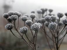 flower plants ice frost winter cold