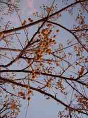 nicoleluneburg yellow berries on a tree branches 