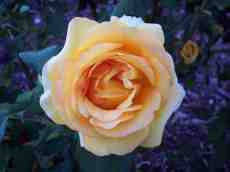 nicoleluneburg rose plant pink flower orange