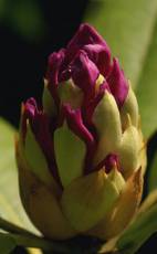 betina rhododendron buds purple flower green plant nature