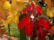 betina vine nature plants leaf leafs fall vineleaf wine