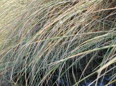 tabus grass helms dune autumn reed reeds water hanging