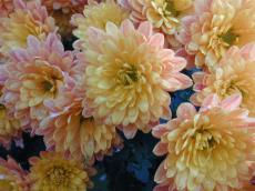 nature plants flower flowers dahlia orange pink wet