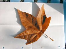 fall leaf brown nature plants