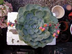 nature plants succulent symmetry flower