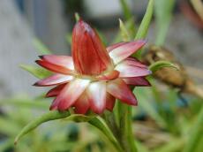 nature plants flower dry blossom