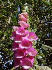 flower orchid pink plant