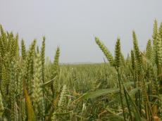 crops nature plants food grain barley fields