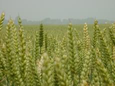 field plants halm halms green buds grass